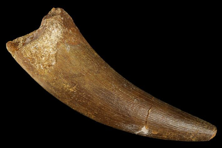 Fossil Plesiosaur (Zarafasaura) Tooth - Morocco #176920